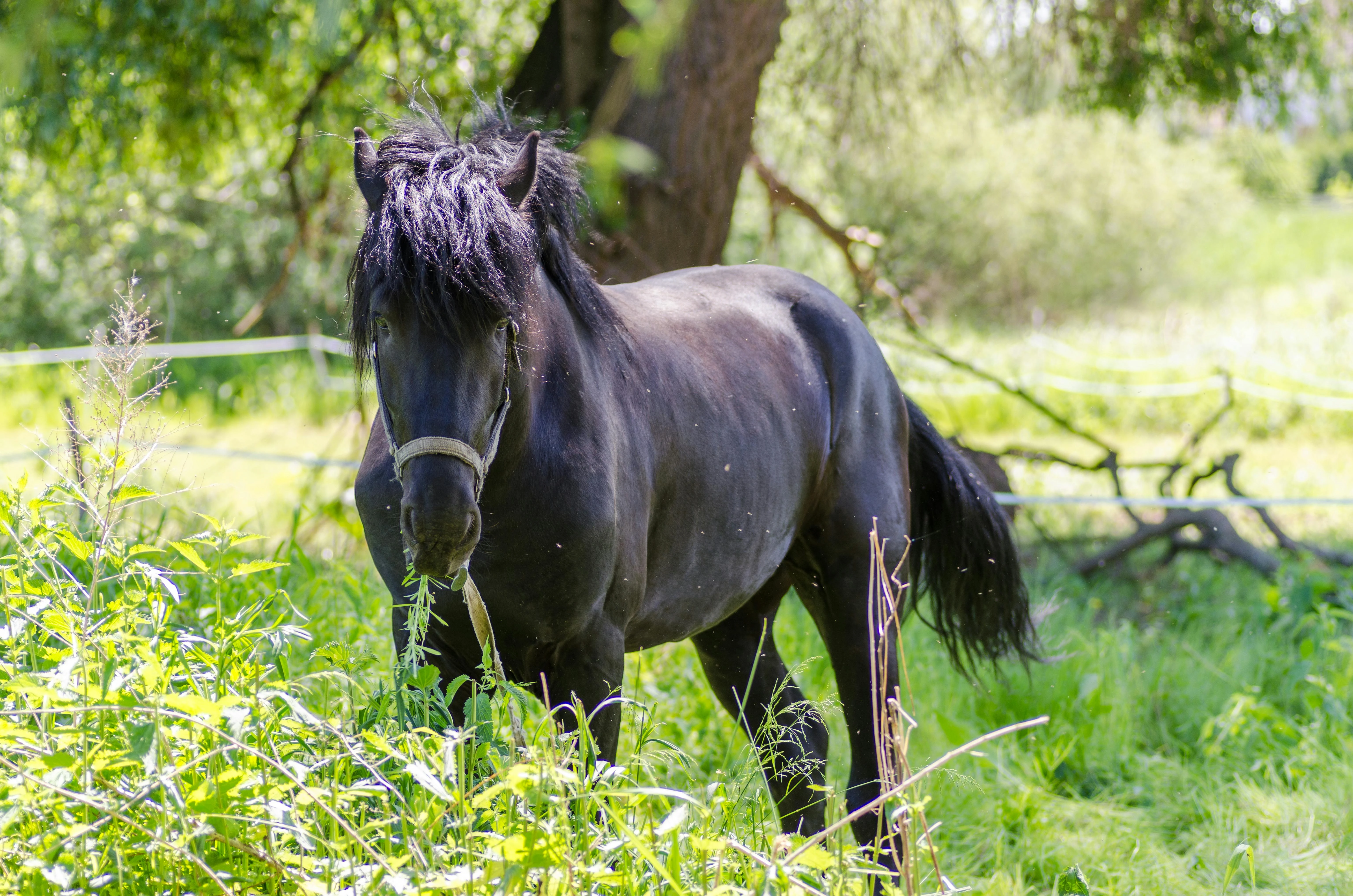 The game with our new additions!